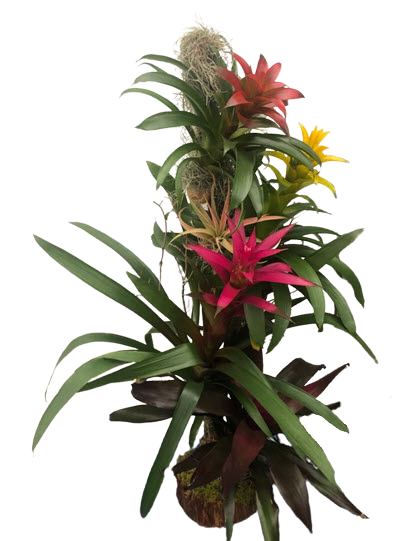 Bromeliad Tree